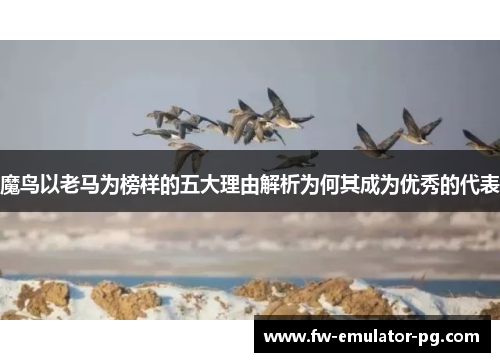 魔鸟以老马为榜样的五大理由解析为何其成为优秀的代表